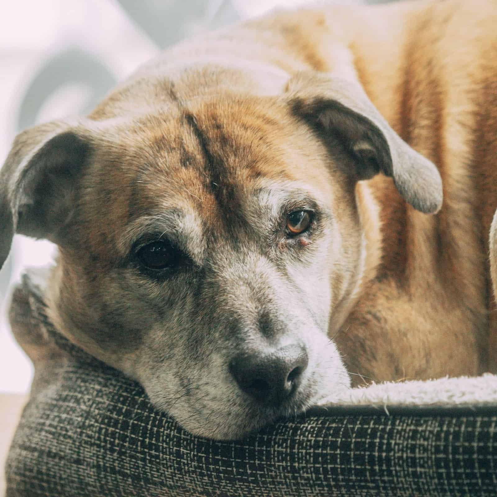Chien senior serein à la maison, accompagné au quotidien