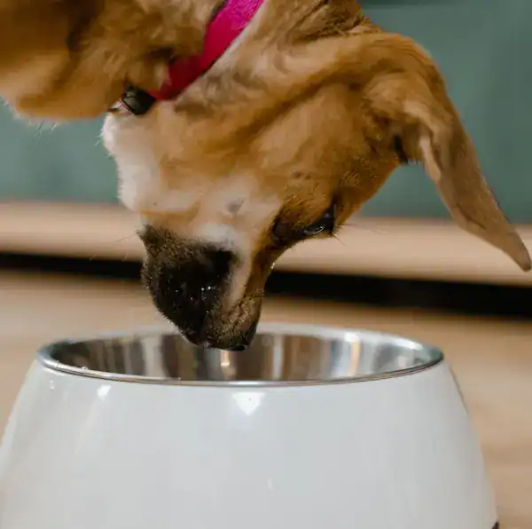 Chien senior mangeant dans une gamelle adaptée