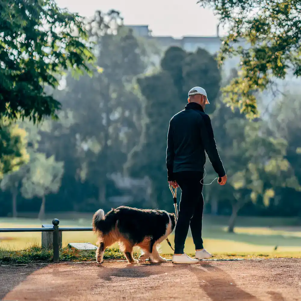 Chien senior se promenant en extérieur, symbole de mobilité et de confort