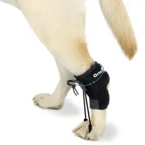 correcteur proprioceptif chien