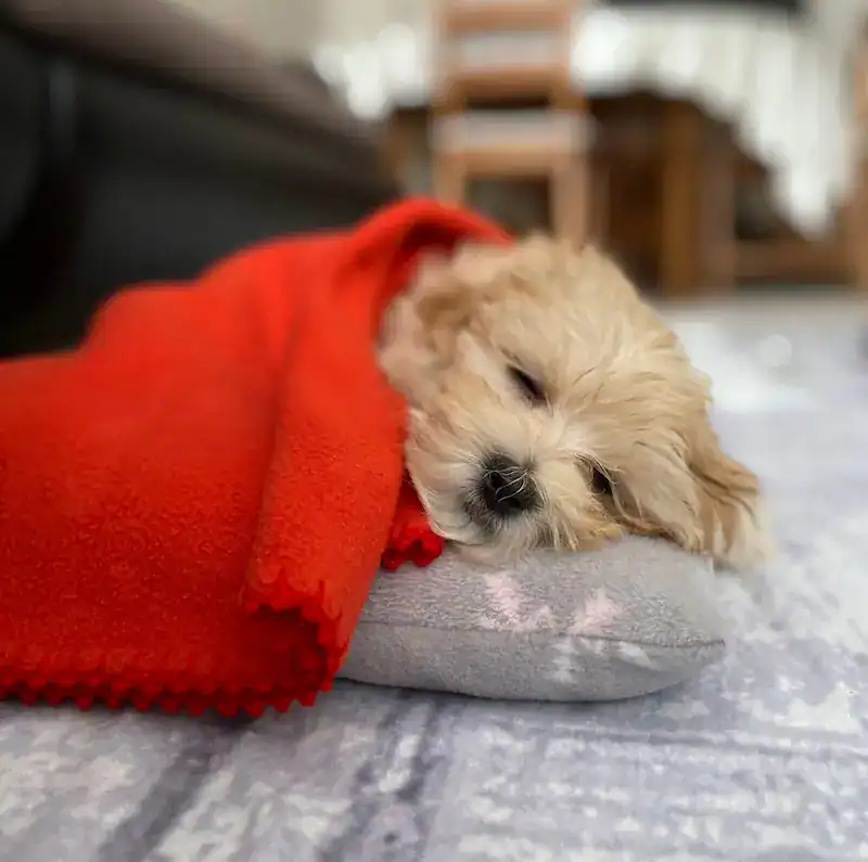 Chien senior se reposant confortablement sur un couchage orthopédique