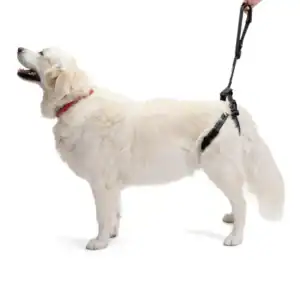 harnais de soutien pattes arrière chien